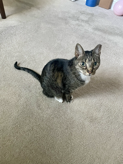 Tabby cat demanding food 
