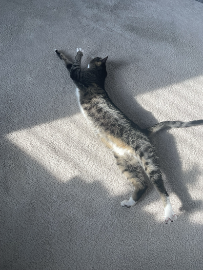 Tabby cat stretching in the sun 