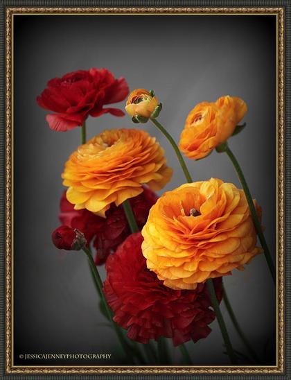 Bright, vivid ranunculus flowers in shades of orange and red stand out against a dark background, highlighting their layered petals and natural elegance. The overall composition is framed beautifully, enhancing the visual impact.