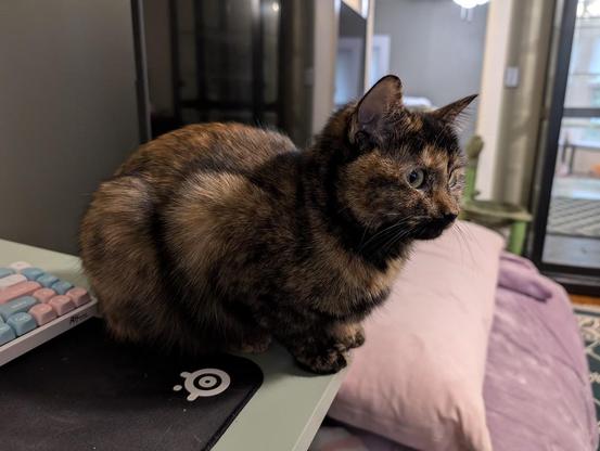 soot, a torbie in Loaf Pose