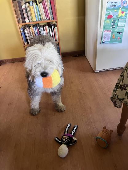 Murray with his new toys! He’s holding vampy corn in his mouth (a big soft candy corn!) while his skeleton and Scooby Snack lurk nearby.