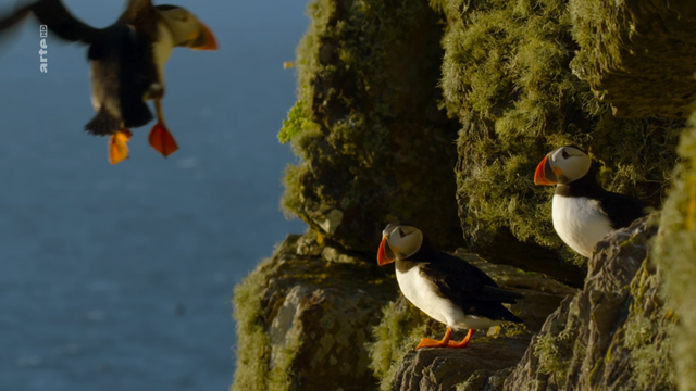 The shooting of the two-part documentary about the natural wonders of the wild, Irish Atlantic Islands took three years. It shows mass accumulations of basking sharks in front of the Aran Islands, the return of humpback whales to Irish waters, as well as unique pictures of breeding meadow rallies on Torahigh and gray seal bulls.
„Irlands wilde Inseln“ zeigt die Herausforderungen, denen sich die Tiere stellen müssen, um an diesen abgelegenen Orten zu überleben, und enthüllt dabei ihre beeindruckenden Überlebensstrategien vor sturmumtoster Felsenkulisse. Seit Jahrtausenden standen die Inseln vor der Westküste Irlands für das Ende der Alten Welt – dahinter erstreckte sich der Atlantische Ozean in die Unendlichkeit.
Der Zweiteiler folgt dem Lauf der Jahreszeiten und beginnt, als der nordatlantische Winter die sturmgepeitschte Insel Inishvickillane heimsucht und die Brunft der Rothirsche einsetzt. Wenn der Frühling kommt und die Tage länger werden, kehren die Küstenseeschwalben von ihrer Reise zum Südpolarmeer zurück, um auf den abgeschiedenen Maharee-Inseln ihre Küken aufzuziehen.