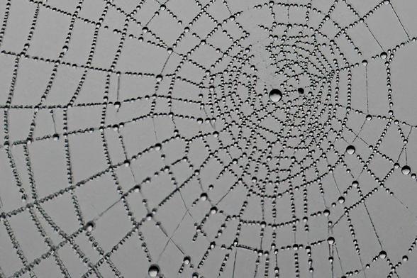 Morgentau im Spinnennetz Fotografie