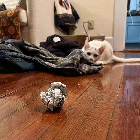 a white kitten stalks a criumpled paper ball