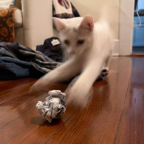 Leaping into action, a white kitten lunges at a crumpled paper ball