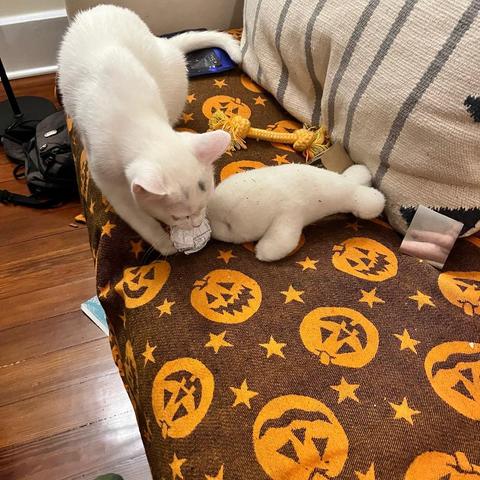 a white kitten carries her captured paper ball up onto a couch