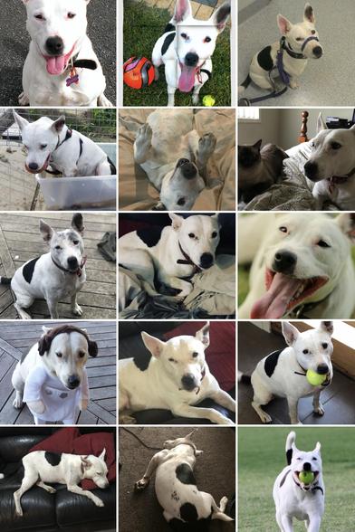 Collage of my Millie, a predominantly white dog with black markings, typical of a bull terrier and English Staffordshire mix. She had a distinctive shaped head, pointed erect ears, and a robust and muscular body—all characteristics of her breed mix.

Millie's personality shines through in all the photos. There are several pics of her with a big, happy "smile," tongue lolling out, emphatically showing her boundless love of life and her joyful energy. Her eyes are bright and alert, showing her extreme intelligence and engagement with her surroundings.

The collage captures Millie in various activities and moods:

Playing with toys: There are images of her with various balls. Her favourite game was fetch, and she was obsessed with it.

- Relaxing: Several photos show her lounging on furniture or stretched out on the floor, looking at ease.

- Being silly: One endearing shot shows her upside down on what looks like a couch, with her paws in the air.

- Dressed up: There's a cute picture of her wearing a Princess Leia costume for Halloween.

Outdoors: Other images show her on the wooden decking of our balcony or on the grass. She loved spending time outside and inside with the rest of the family. 

The photos also capture different stages of Millie's life, from what seems to be a younger, very energetic dog to a more mature, settled companion. In all the images, she was clearly well-cared for, with a healthy coat and bright eyes.
