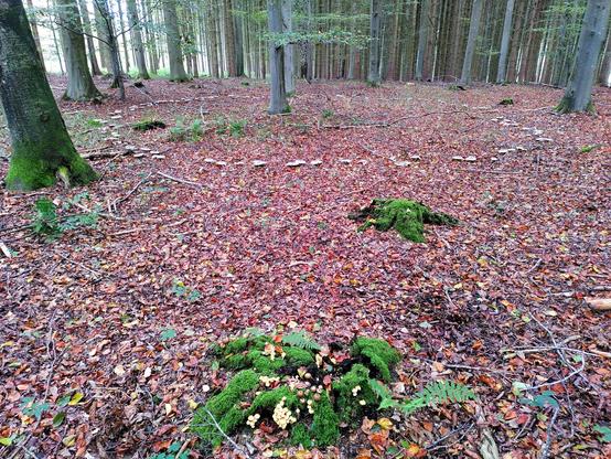Foto vom Waldboden, aus dem Buchen sprießen. Außerdem ein großer Feenring: ein mehrere Meter messender, regelmäßiger Kreis aus Pilzen.