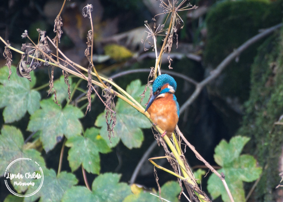 Kingfisher sitting on reeds 