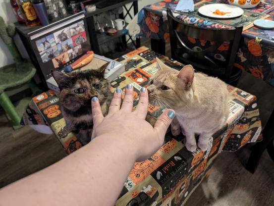 Two cats sniffing my painted nails