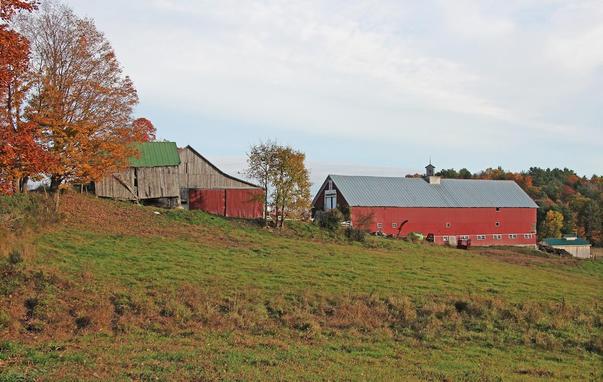 A long red barn and two other old barns stand in a field with fall-colored trees in the background.
