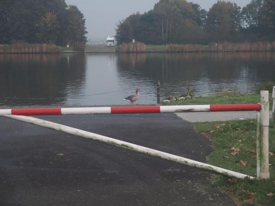Wir blicken direkt auf den Nord-Ostsee-Kanal, stehen nur etwa 10, höchstens 15 Meter vom Wasser entfernt. Eine Schranke hindert Autofahrer daran, direkt ins Wasser zu fahren. Hinter der Schranke sieht man Gänse, eine Gans hält Wache und schaut herüber, während die anderen fressen.