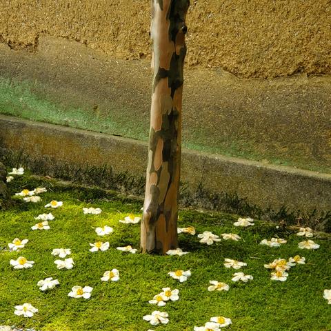 Fallen flowers from the Japanese stewartia trees within the grounds of Torin-in.