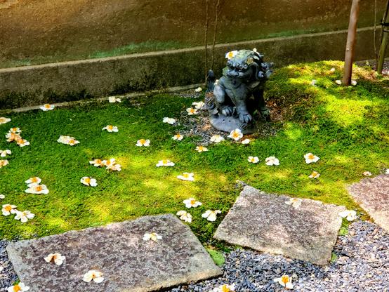 A komainu statue enjoys the fallen sal flowers.