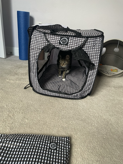 Tabby cat inside cat carrier 