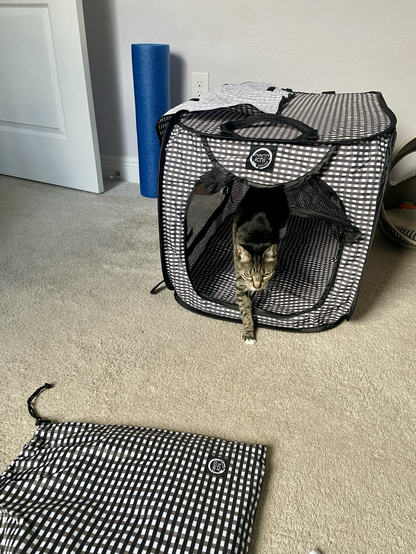 Tabby cat exiting the carrier 