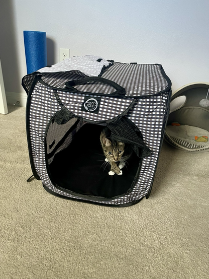 Tabby cat in carrier 