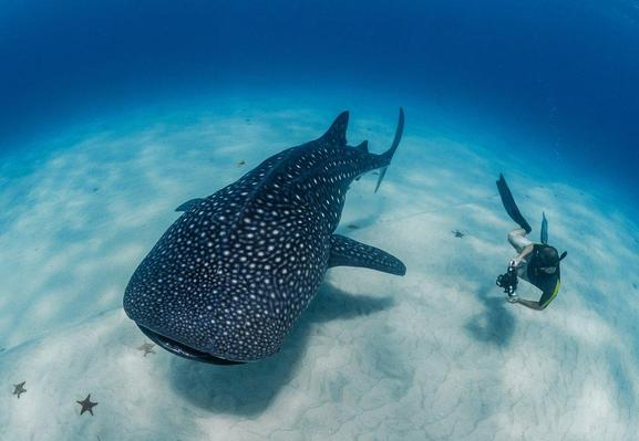 Simon with a whale shark at Sand Bank Mafia Island
Photo by Ralph Pannelli