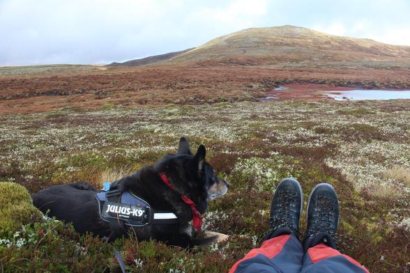 Moray the dog sat next to me, can just see the bottom of my trouser legs and my boots. We are on a slightly sloping hill, the ground is grassy with pale green lichen. The hill top in the distance is slightly misty.