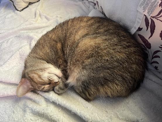 A tiger patterned orange and yellow housecat, curled counter-clockwise with her head on the left, laying on a couch covered with guarding towels. My god, the hairballs… ;)
