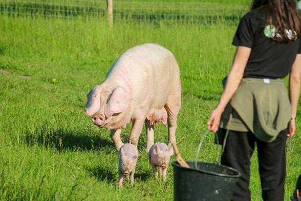 Schwein Hanna und ihre Ferkel gehen über eine Wiese. Im Vordergrund ist hält ein Mensch einen schwarzen Eimer.