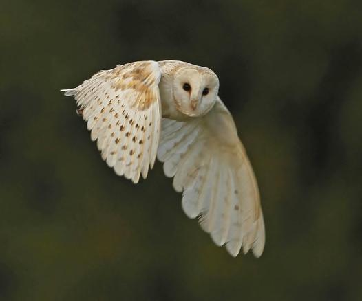 Beautiful barn owl in flight.