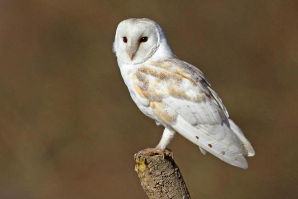 Beautiful barn owl, perched atop a tree stump.