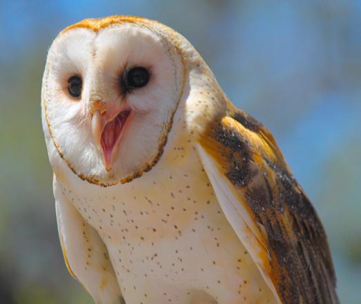 Beautiful barn owl that is smiling and/or laughing.