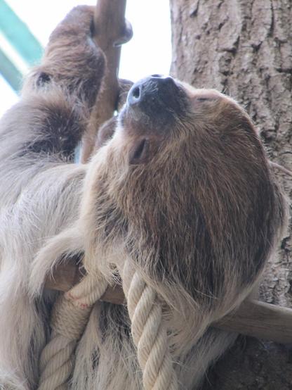 Kopf eines Faultiers in Großaufnahme