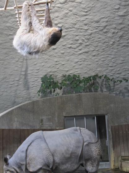 Oben ein Faultier, unten ein Nashorn.