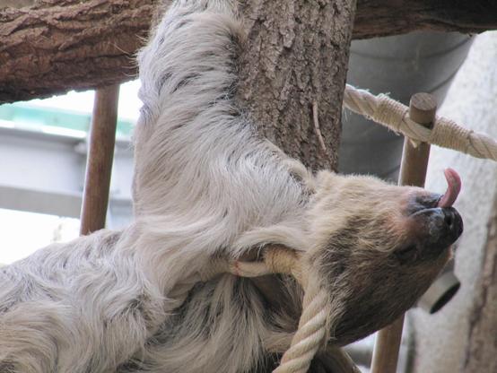 Ein Faultier mit herausgestreckter Zunge