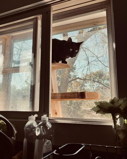 a black cat outside a kitchen window in an enclosed play space peers into the house