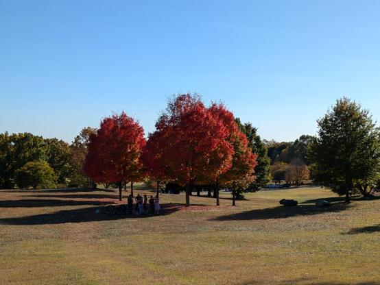 Photo: A group of people standing in the shadow of three brilliant red maple trees under a clear blue sky.