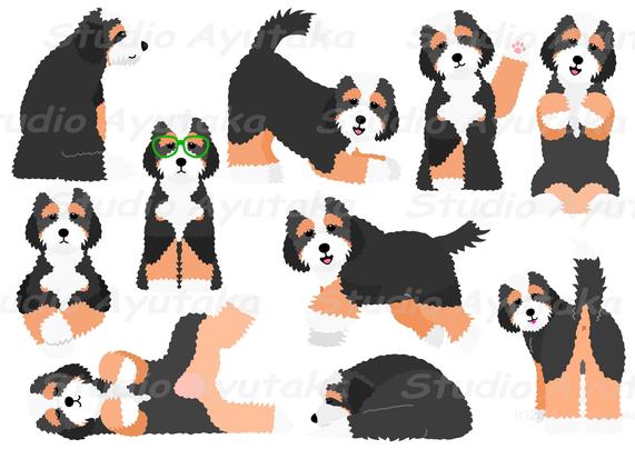 a bundle of clipart of cute Bernedoodles in various pose, playing, sleeping, running.
