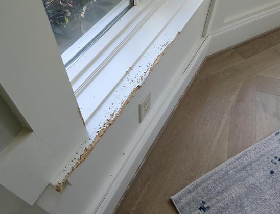 Before, showing pet damage