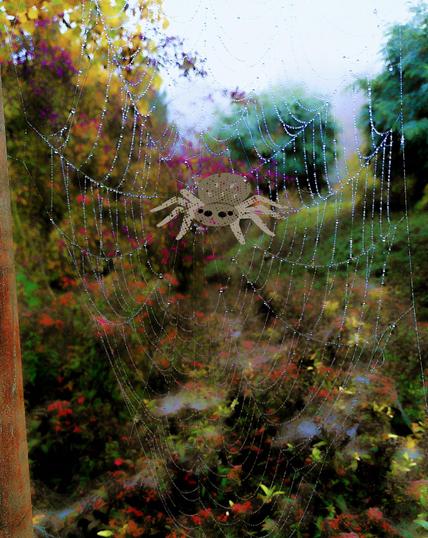 Wie kommt denn die Spinne in das Netz? Reinmontiert. 

#Lustige Bilder