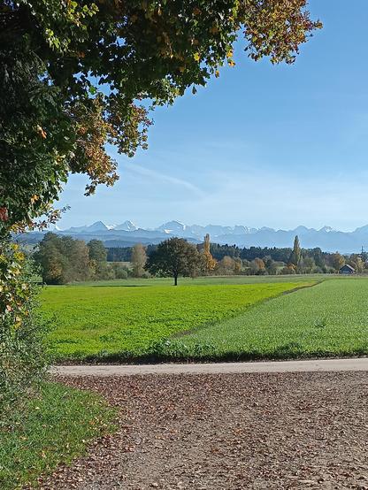 Blick über grüne Felder. Ein Baum mit grünen Blättern ragt links oben ins Bild. Im Hintergrund blauer Himmel und Berge, unter anderem Eiger, Mönch und Jungfrau.