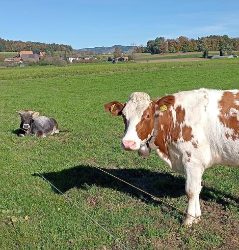 Grüne Weide mit zwei Kühen: eine weiss-braun stehend, die andere grau und liegend. Sie schauen in die Kamera.