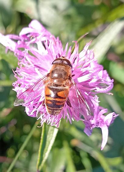 Nah-Aufnahme einer Schwebfliege auf einer lila Flockenblume inmitten von grünen Gräsern.