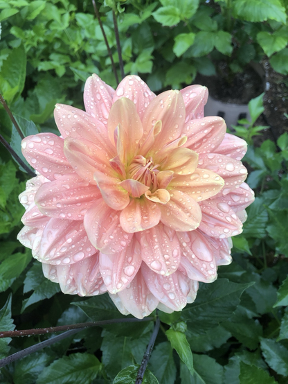 A pinkish dahlia with a yellowish center, covered with dew drops and ringed by green leaves.