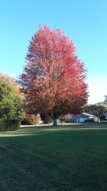 a mix of Gentle and Brightly colored RED leaves adorn this beautiful tree.