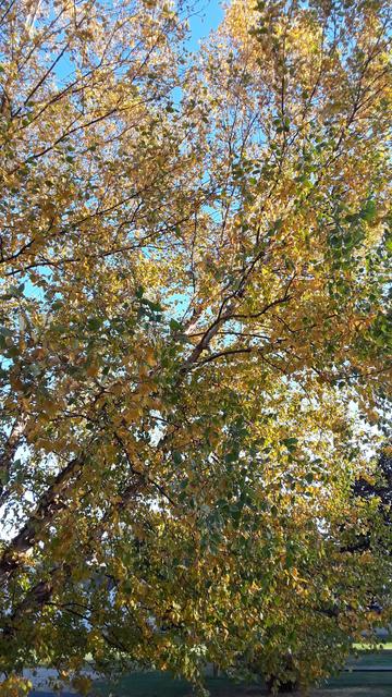 looking upward toward the sunny sky, this tree is highlighted by gorgeous Yellow leaves intermingled with remaining Green leaves.