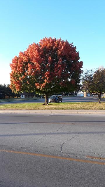 a good portion of Orange leaves seem to glow on this tree with many leaves still holding on to their Green coloration.