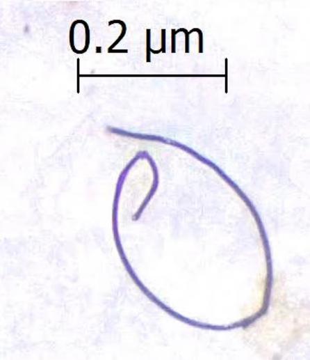 A plastic microfiber found in the exhaled breath of a bottlenose dolphin is nearly 14 times smaller than a strand of hair and can be seen only with a microscope.
Image: Miranda Dziobak/College of Charleston