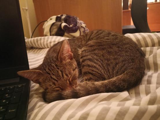 Tabby European shorthaired cat sleeps on bedsheet next to the laptop. She formed herself like a bagel.