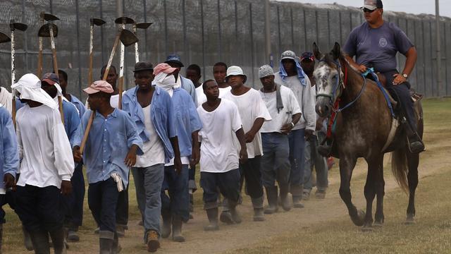 Convict labourers with soil tilling tools are marched in lines by an armed Prison officer on horseback beside a prison fence 