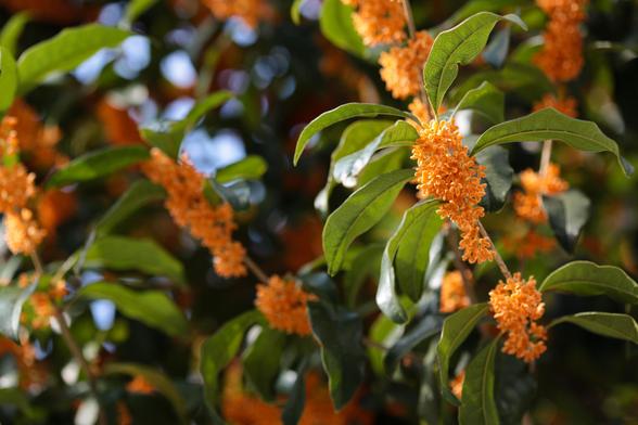 Kinmokusei in English is known as sweet osmanthus, fragrant olive and tea olive. Love it or hate it, It is one of the defining smells of Japan in early autumn time.