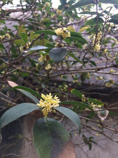Kinmokusei in English is known as sweet osmanthus, fragrant olive and tea olive. Love it or hate it, It is one of the defining smells of Japan in early autumn time.