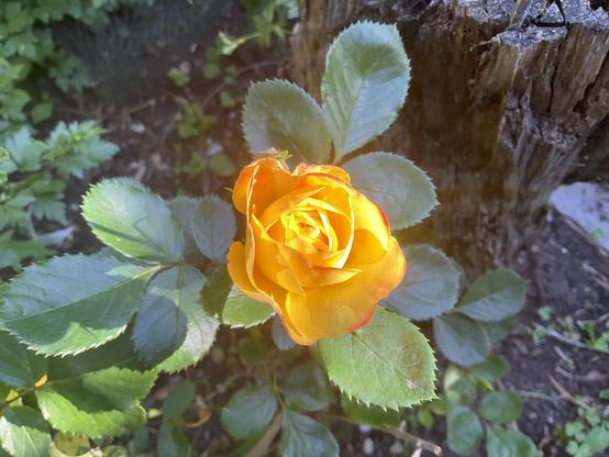 Yellow rose with dark green leaves