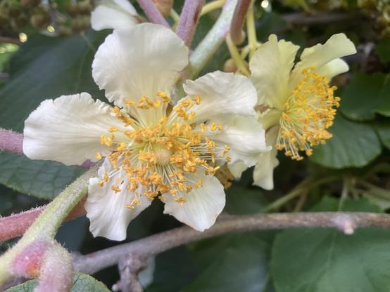 Kiwi fruit vine flowers 